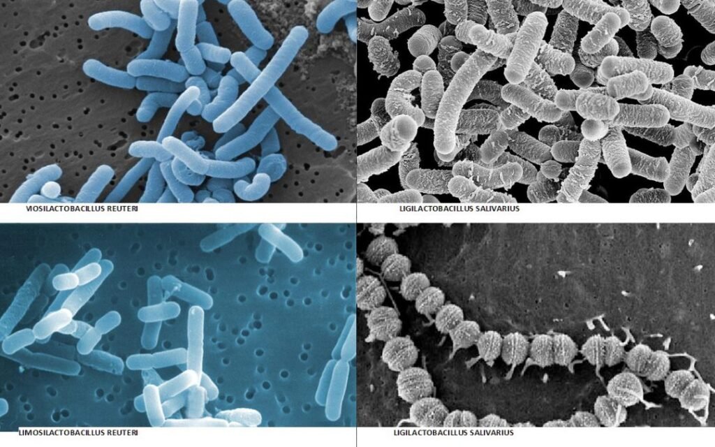 Dental-probiotic-bacteria